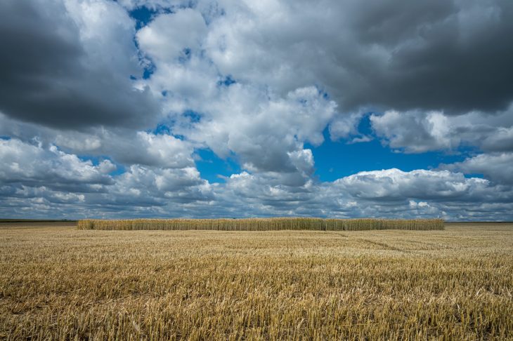 10 Vantagens do Monitoramento Climático para a Agricultura de Precisão A barley grain field under the sky full of clouds