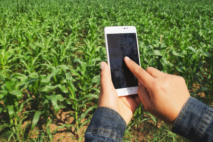 hand farmer with mobile phone in the corn field