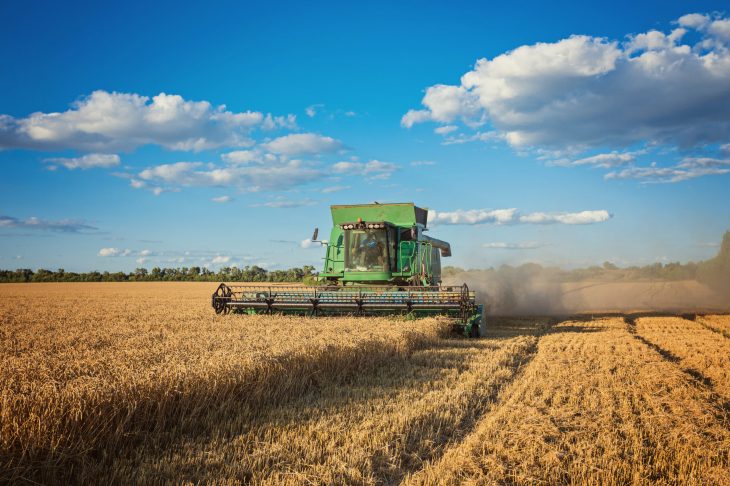 Harvesting combine in the field cropping cereal field