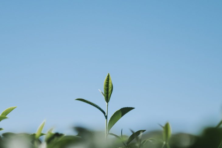 Falta de internet limita aumento de produtividade do agronegócio no país Falta de internet limita aumento de produtividade do agronegócio no país